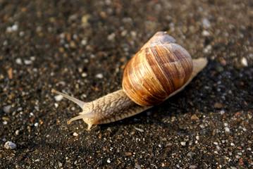 Schnecke
