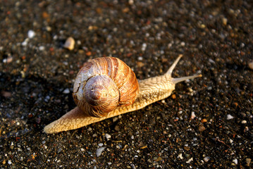 Schnecke