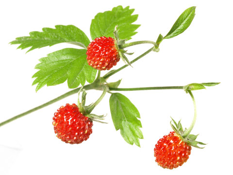 Walderdbeeren
