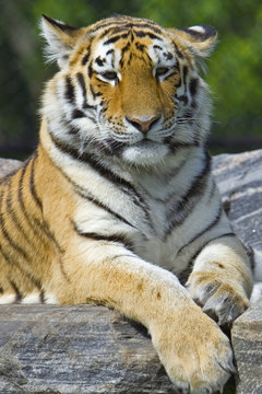 Tiger watching