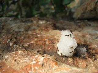 Obraz premium Zucker & Ameisen