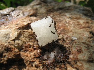 Ants on Sugar