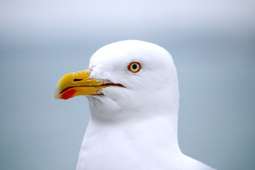 seagull closeup
