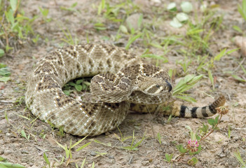 Western diamondback rattlesnake,narrow DOF