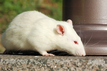 white rat sniffing something on ground