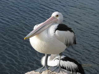 pelican close up