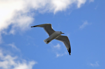Fototapeta premium Gaviota