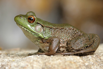 Obraz premium Green Frog (Rana clamitans) on a rock in spring