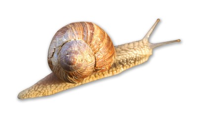 Schnecke