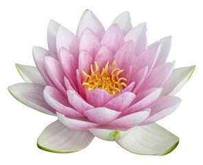 Naklejka premium fleur de lotus sur fond blanc