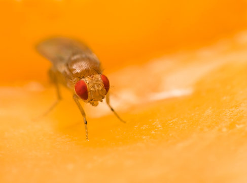 Tiny fruit fly (Drosophila Melanogaster) sitting on an apple