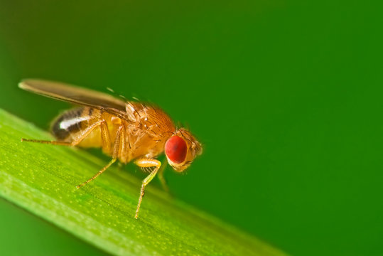Male fruit fly (Drosophila Melanogaster) on a blade of grass