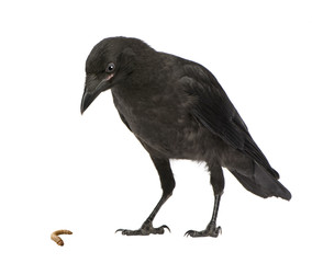 Young Carrion Crow - Corvus corone (3 months)