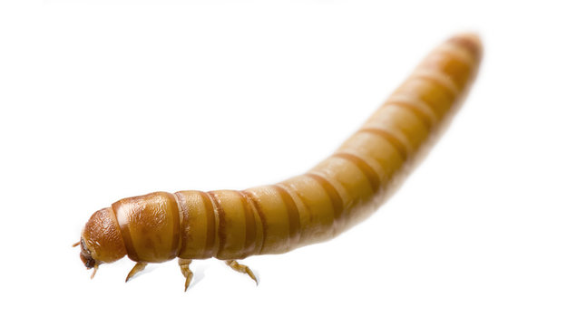 Larva of Mealworm - Tenebrio molitor