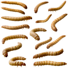 16 Larva of Mealworm - Tenebrio molitor