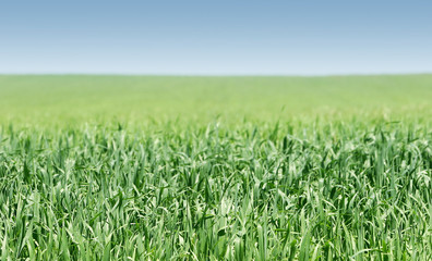 green grass on blue sky background