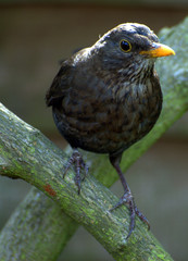 BLACKBIRD