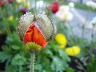 Obraz premium éclosion d'un coquelicot