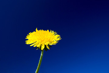 yellow dandelion