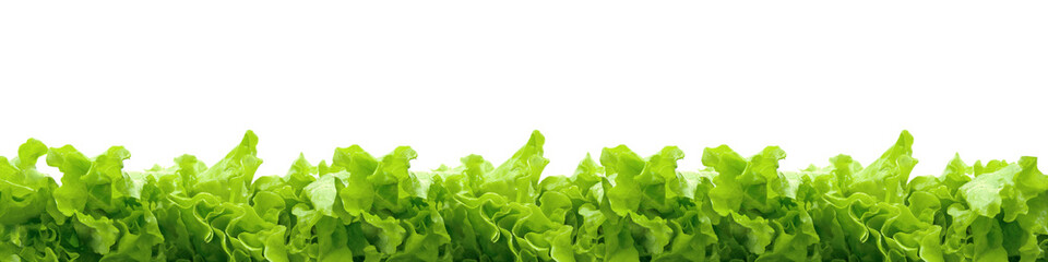 lettuce - 8412542