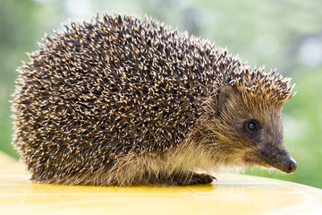 hedgehog