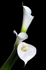 three calla lilies
