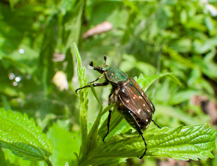 Close-up of Beetle 2