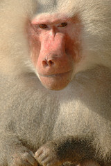 close up baboon