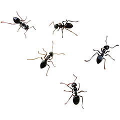 ants