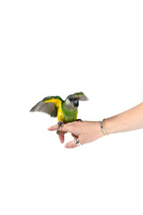 green parrot landing on a finger