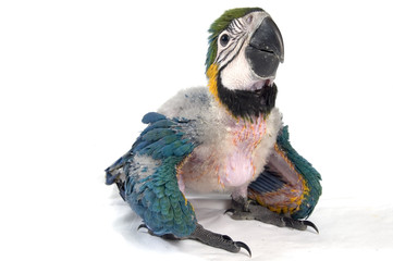 baby macaw