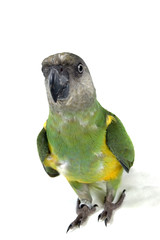 green parrot