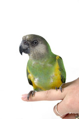 green parrot