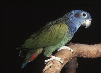 oiseau familier Lori