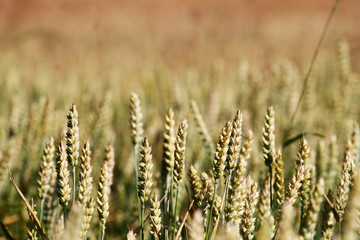 Detail of field with corn