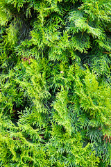 Abstract plant background