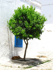 à l'ombre d'un citronnier...