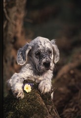 Fototapeta premium chiot Setter Anglais