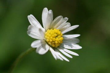 Obraz premium paquerette