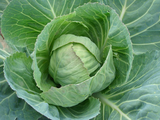 growing cabbage