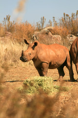 baby rhino feeding