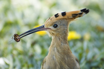 eating hoopoe