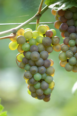 Invaiatura dl pinot grigio - Colli Orientali del Friuli