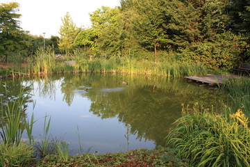 kleiner Teich