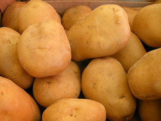 Neue Ernte - rote Kartoffeln