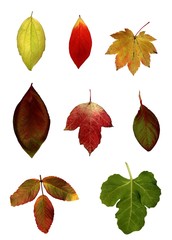 Fall leaves