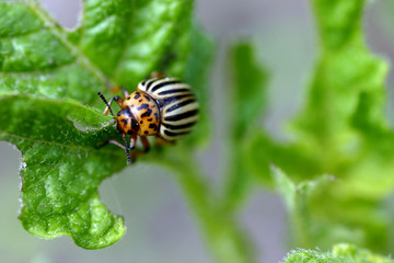 Colorado beetle