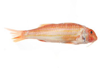 Obraz premium Red Mullet fish