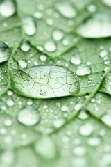Water drops on green leaf
