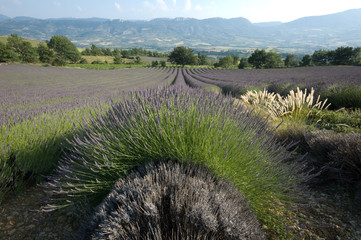 Plantations de lavandes